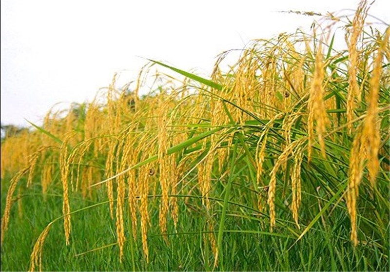 هیات وزیران: کشت برنج به جز گیلان و مازندران محدود و ممنوع شود